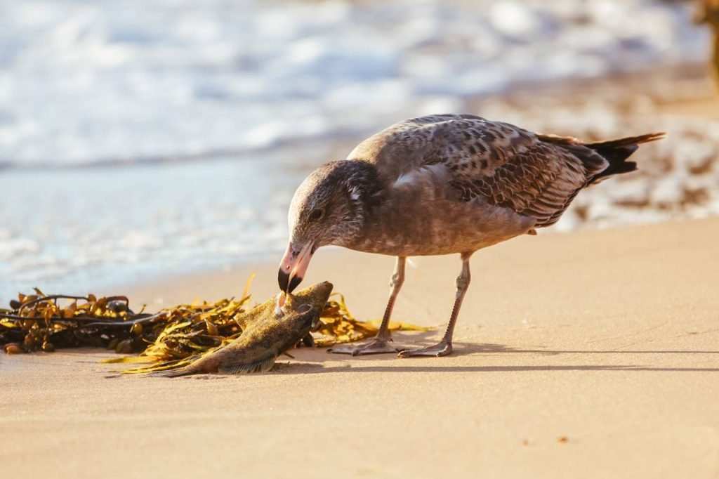 Descubre Qué Comen las Gaviotas Sorprendentes Hábitos Alimenticios