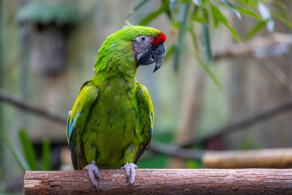 Síntomas de estrés en loros Cómo Identificarlos